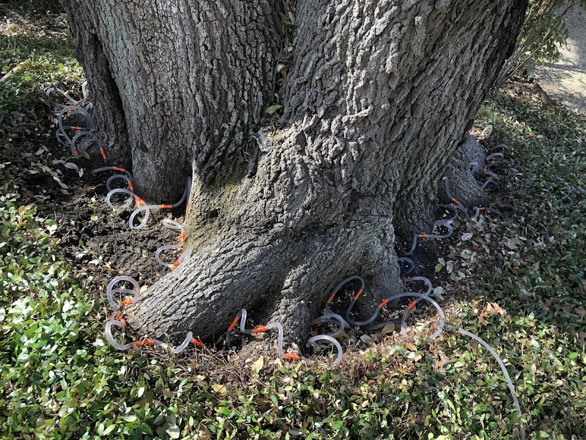 Detailed Tree Cabling and Bracing job site in Ridgecrest